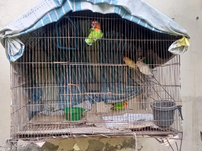 love bird breeder pair for sale — photo 2