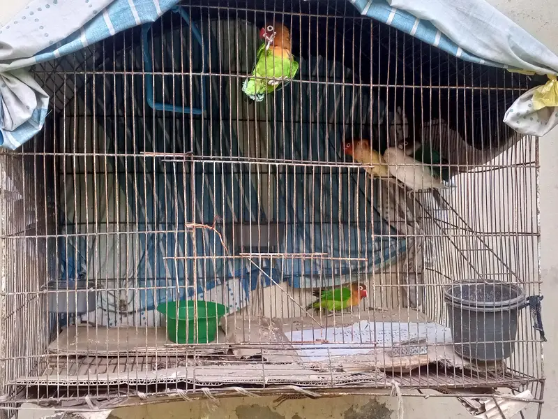 love bird breeder pair for sale — photo 3