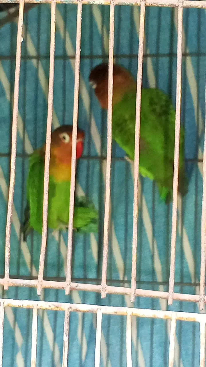 love bird breeder pair for sale — photo 4
