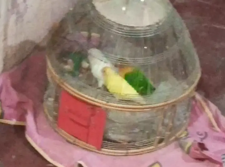 love bird breeder pair for sale — photo 5