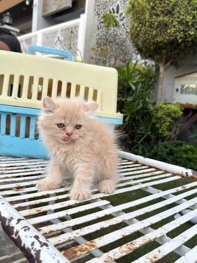 Quality male kitten available 03177308350