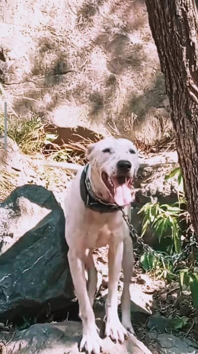Bully gultair | Bully puppy | Bullu Dog For sale