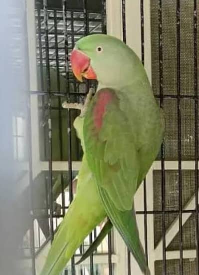 Raw breeder female