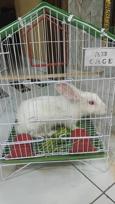 rabbit for selling