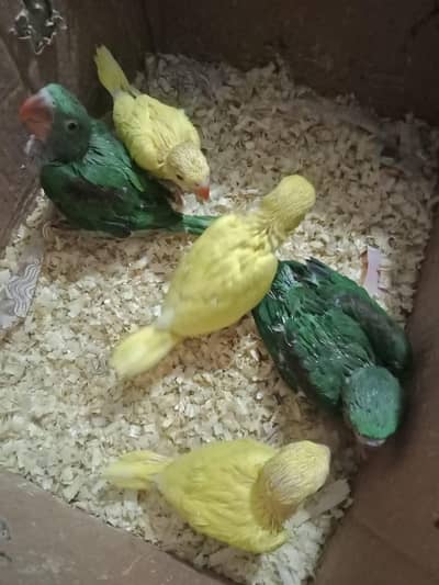 yellow parrot chicks