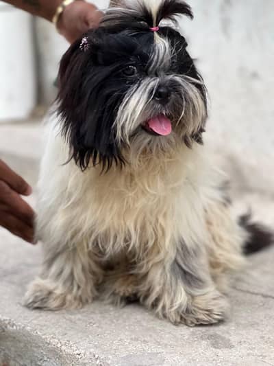 Shihtzu female 6 months old available for sale location LHR