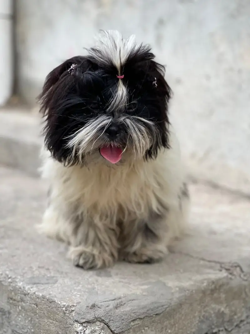 Shihtzu female 6 months old available for sale location LHR — photo 3