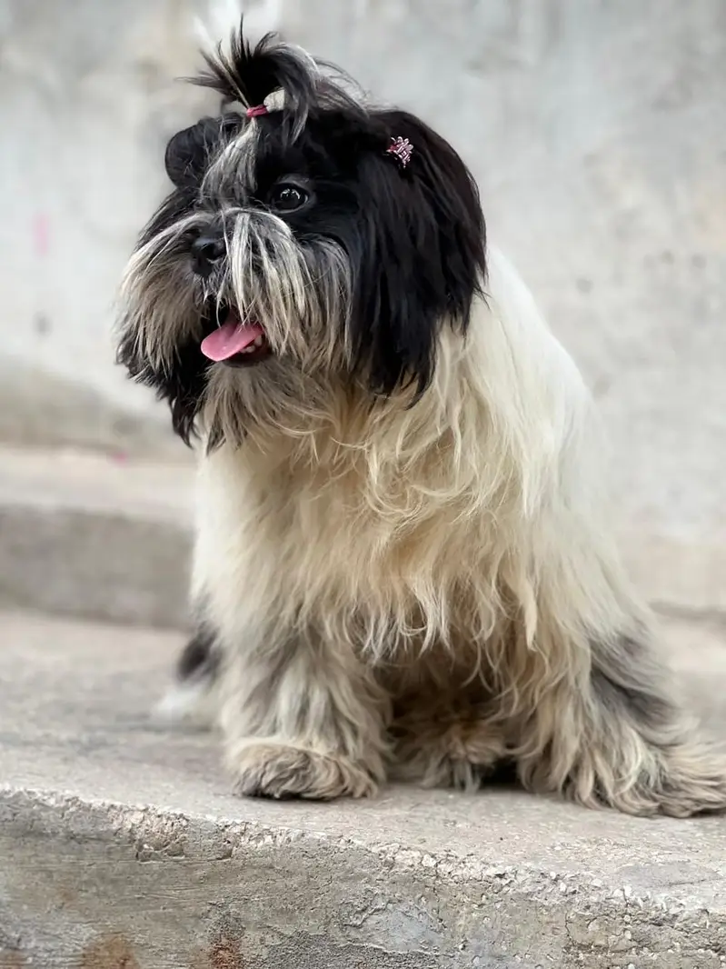 Shihtzu female 6 months old available for sale location LHR — photo 4
