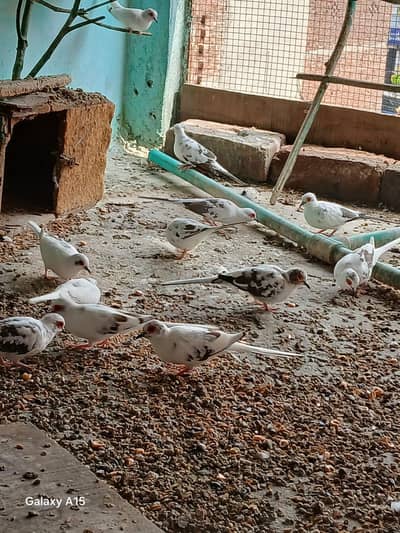 Dove baredar pair
