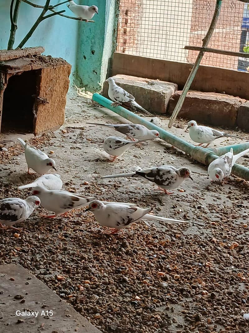 Dove baredar pair 0