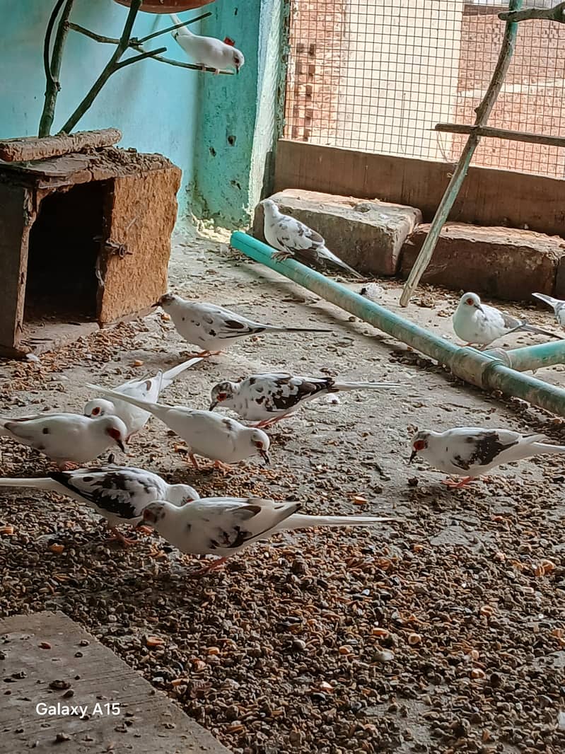 Dove baredar pair 1