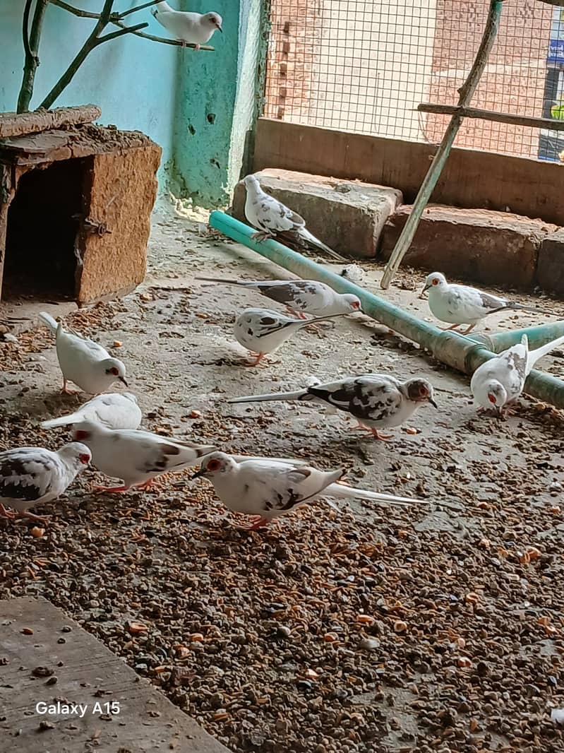 Dove baredar pair 2