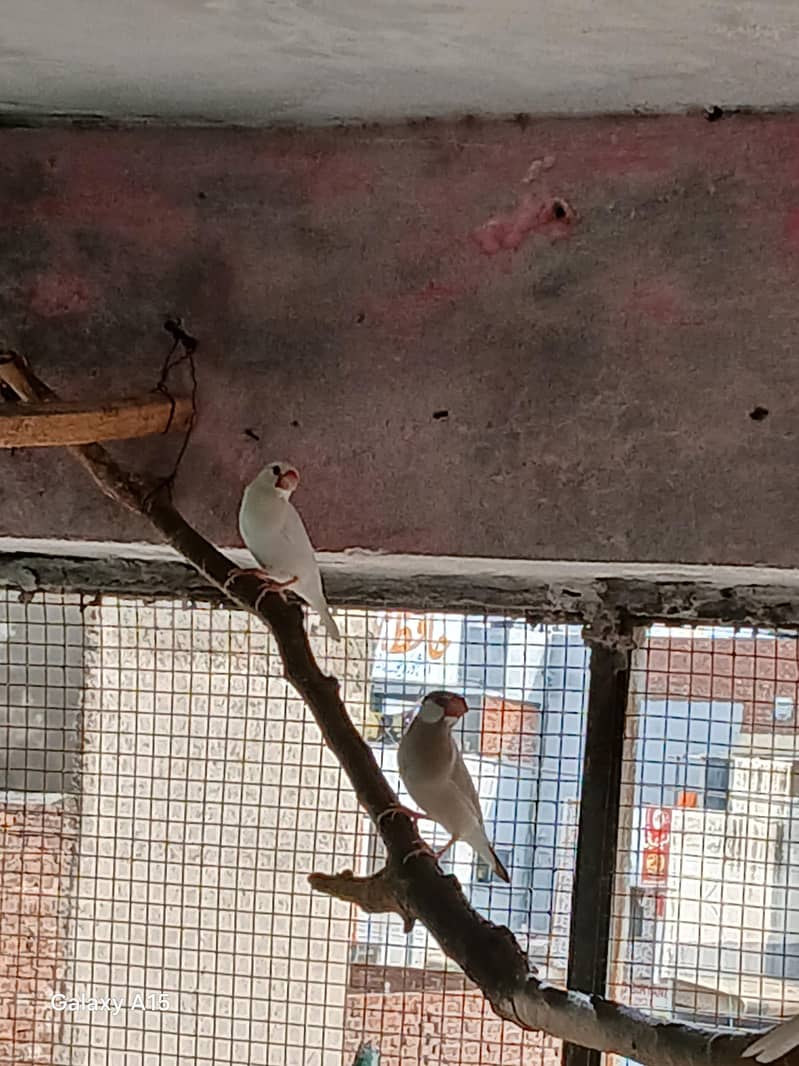 Dove baredar pair 4