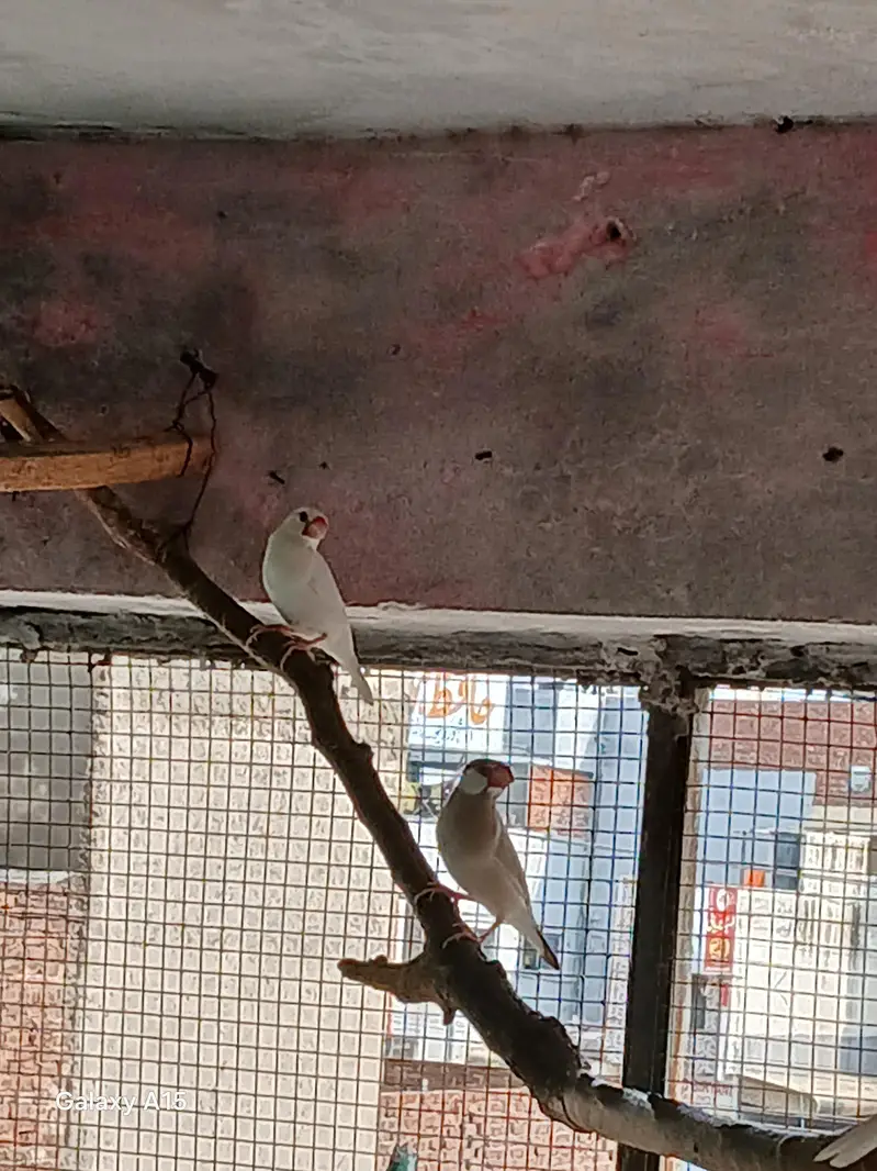 Dove baredar pair — photo 5
