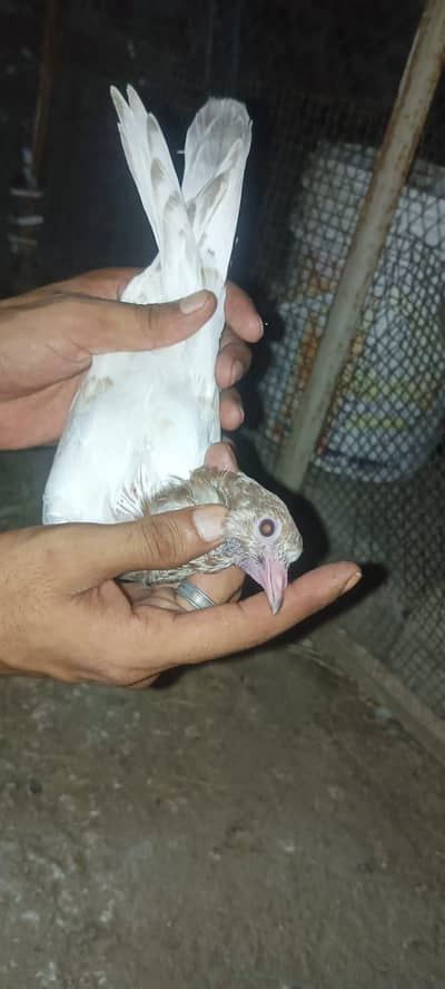 pigeon baby