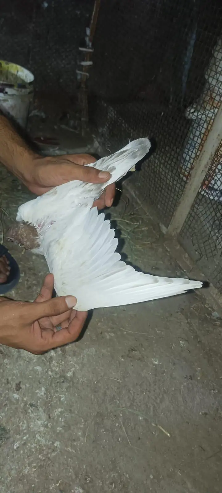 pigeon baby — photo 2