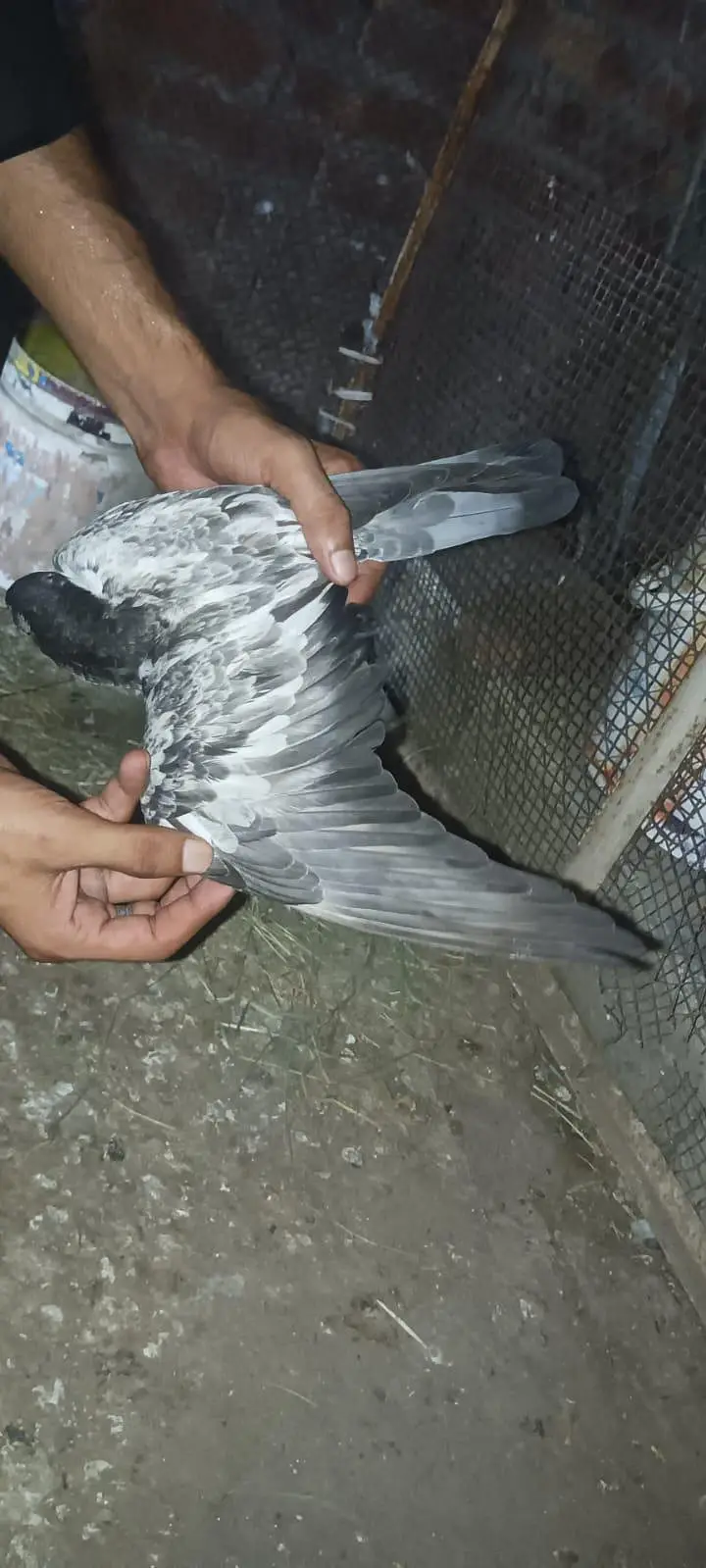 pigeon baby — photo 3