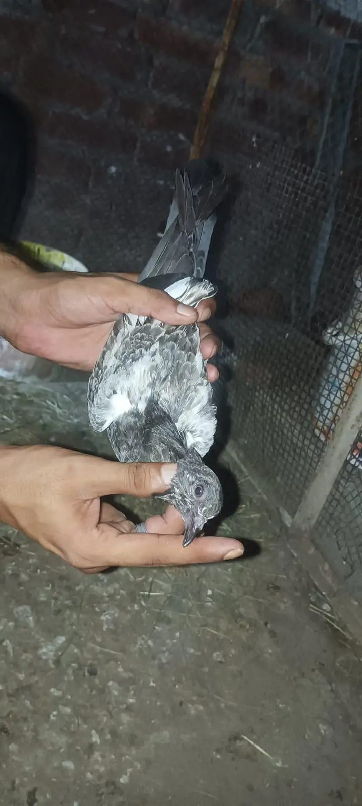 pigeon baby — photo 4