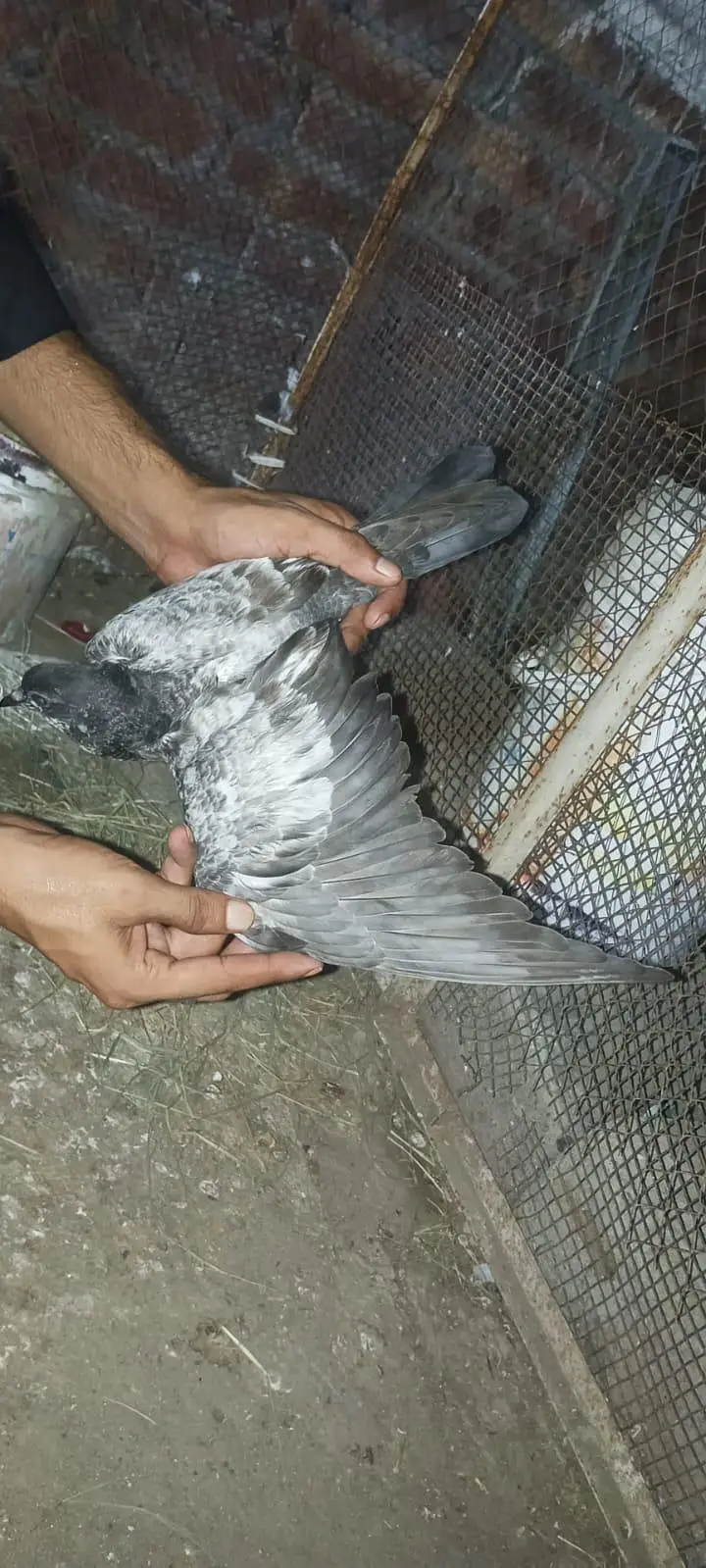 pigeon baby — photo 5
