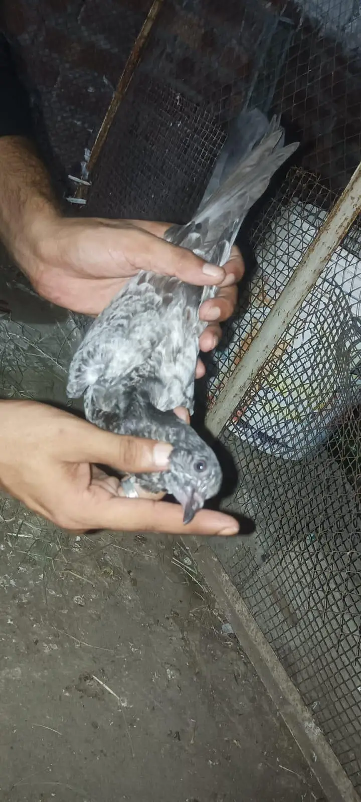 pigeon baby — photo 6