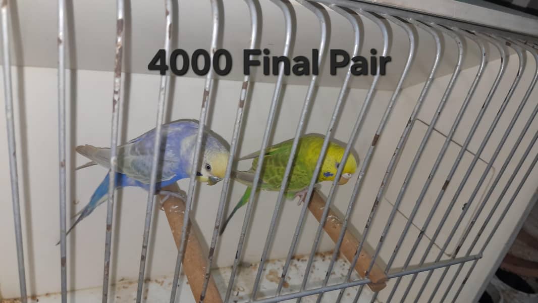 Rainbow Pairs 1