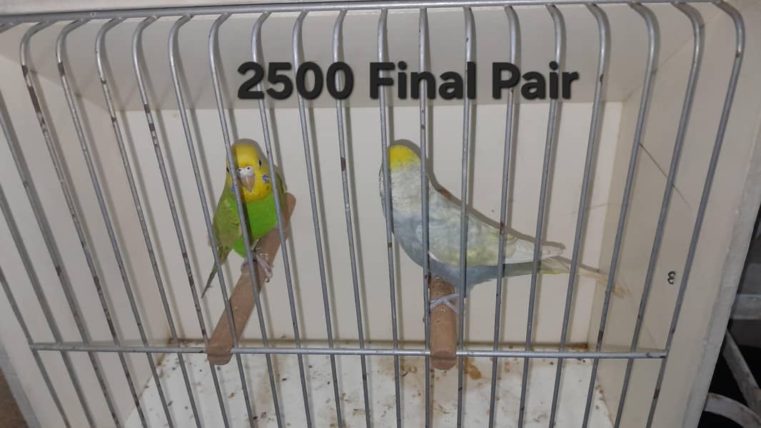 Rainbow Pairs 2