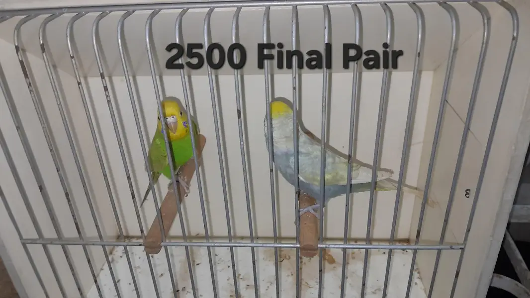 Rainbow Pairs — photo 3