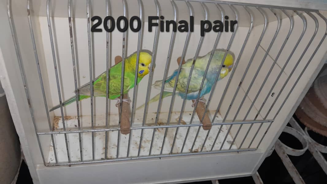 Rainbow Pairs 5