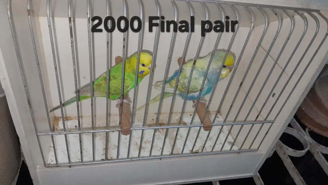 Rainbow Pairs — photo 6
