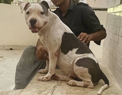 Imported bloodline American bully female