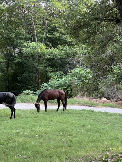 Fully trained horses, Male and female