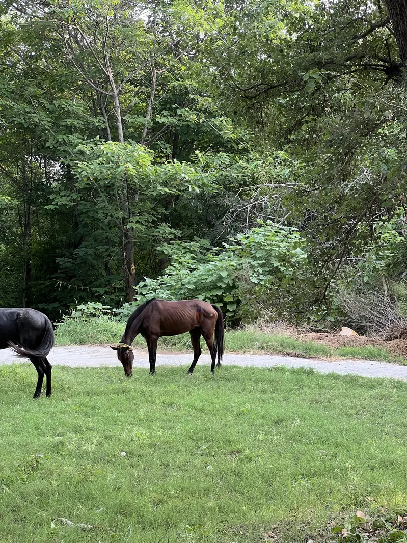 Fully trained horses, Male and female