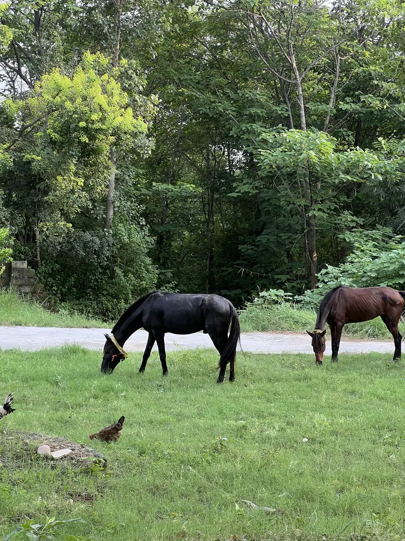 Fully trained horses, Male and female — photo 2