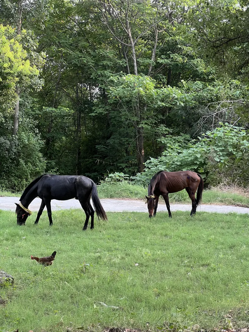 Fully trained horses, Male and female — photo 3