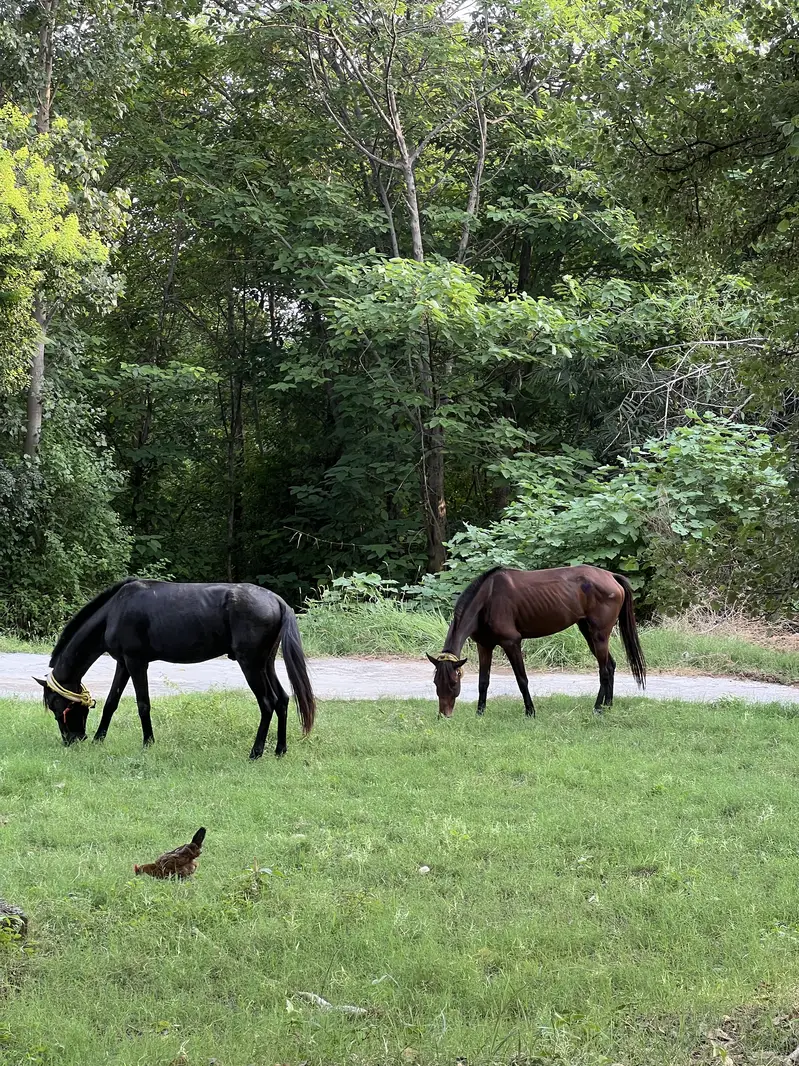 Fully trained horses, Male and female — photo 4