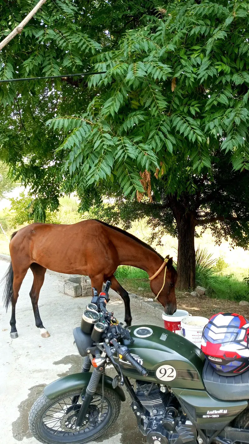 Fully trained horses, Male and female — photo 5