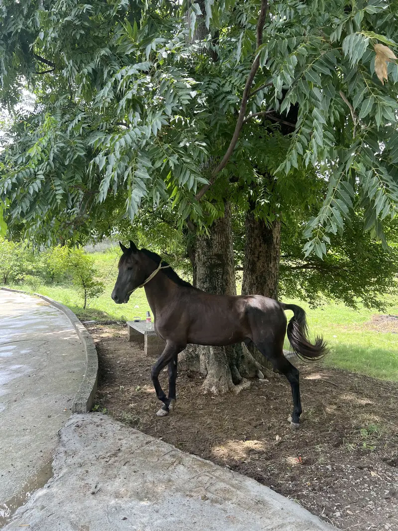 Fully trained horses, Male and female — photo 6