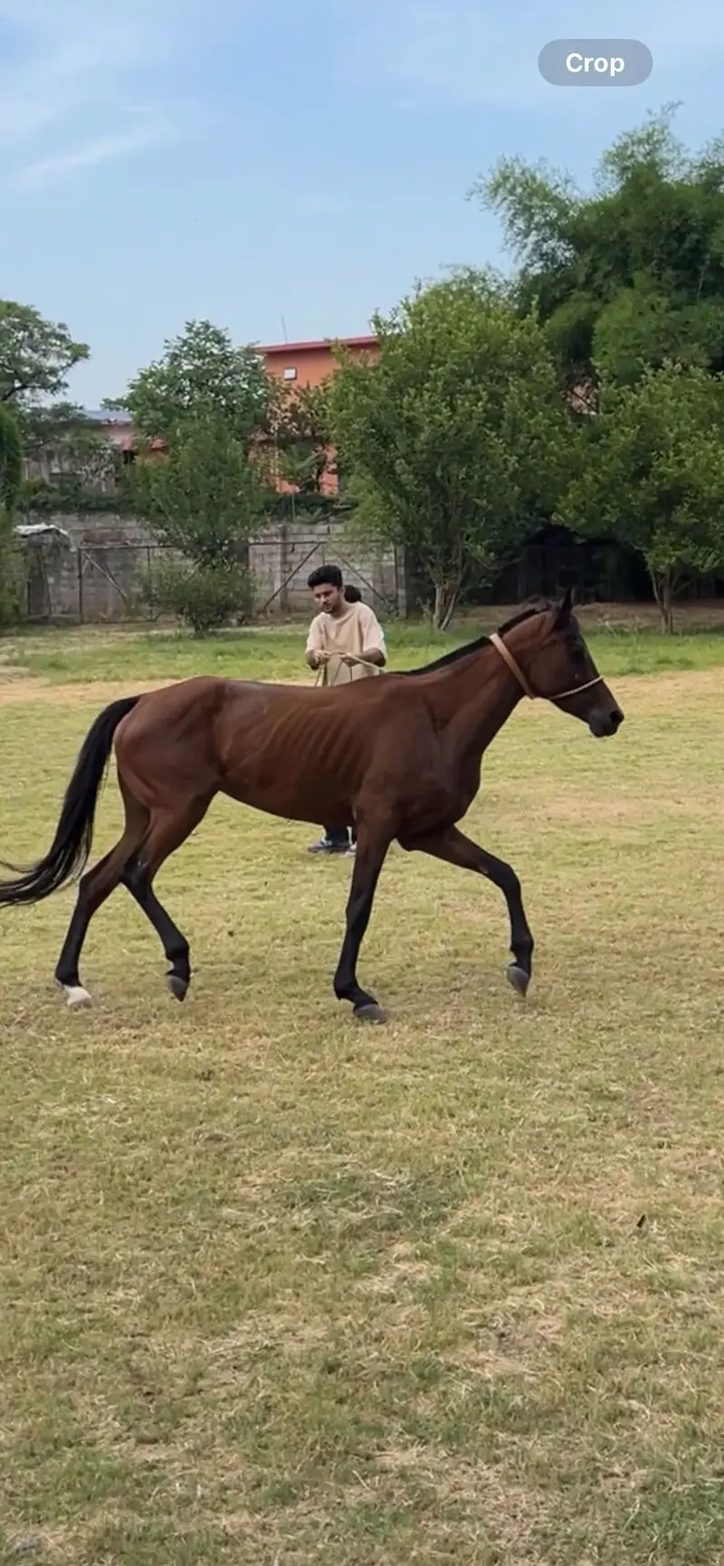 Fully trained horses, Male and female — photo 7