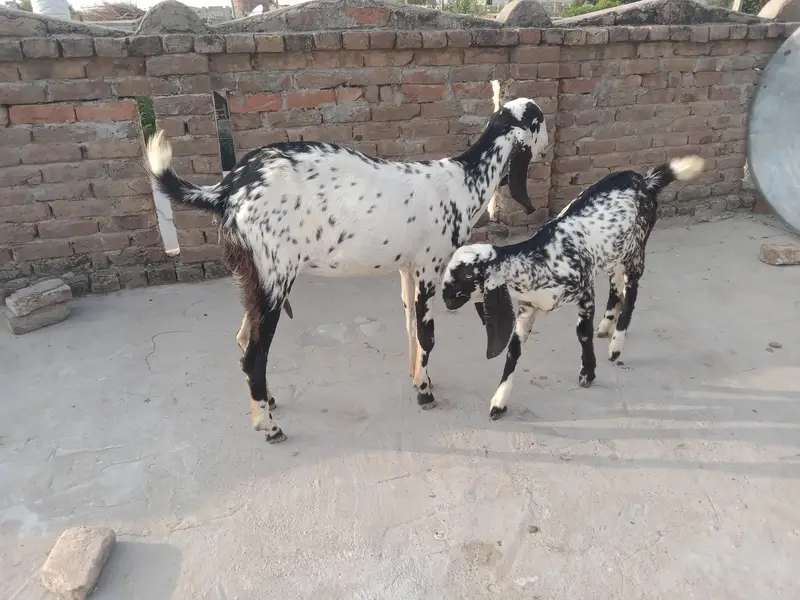 2 bakriyan — photo 2