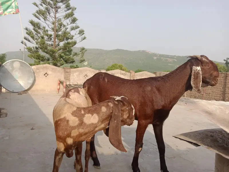 2 bakriyan — photo 4