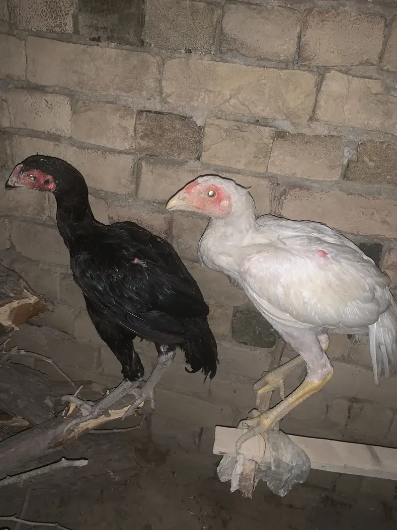 5 ماہ کا صحت مند اصیل ہیرا کا جوڑا برائے فروخت — photo 2