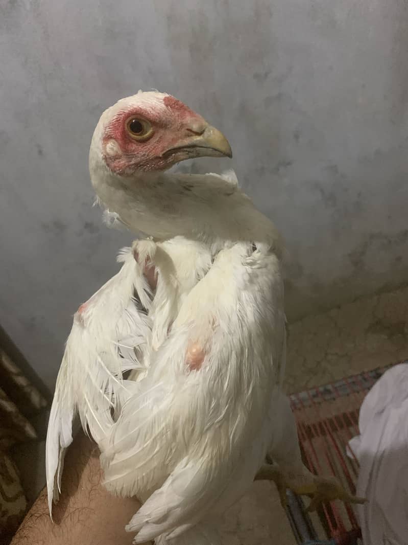 5 ماہ کا صحت مند اصیل ہیرا کا جوڑا برائے فروخت 2