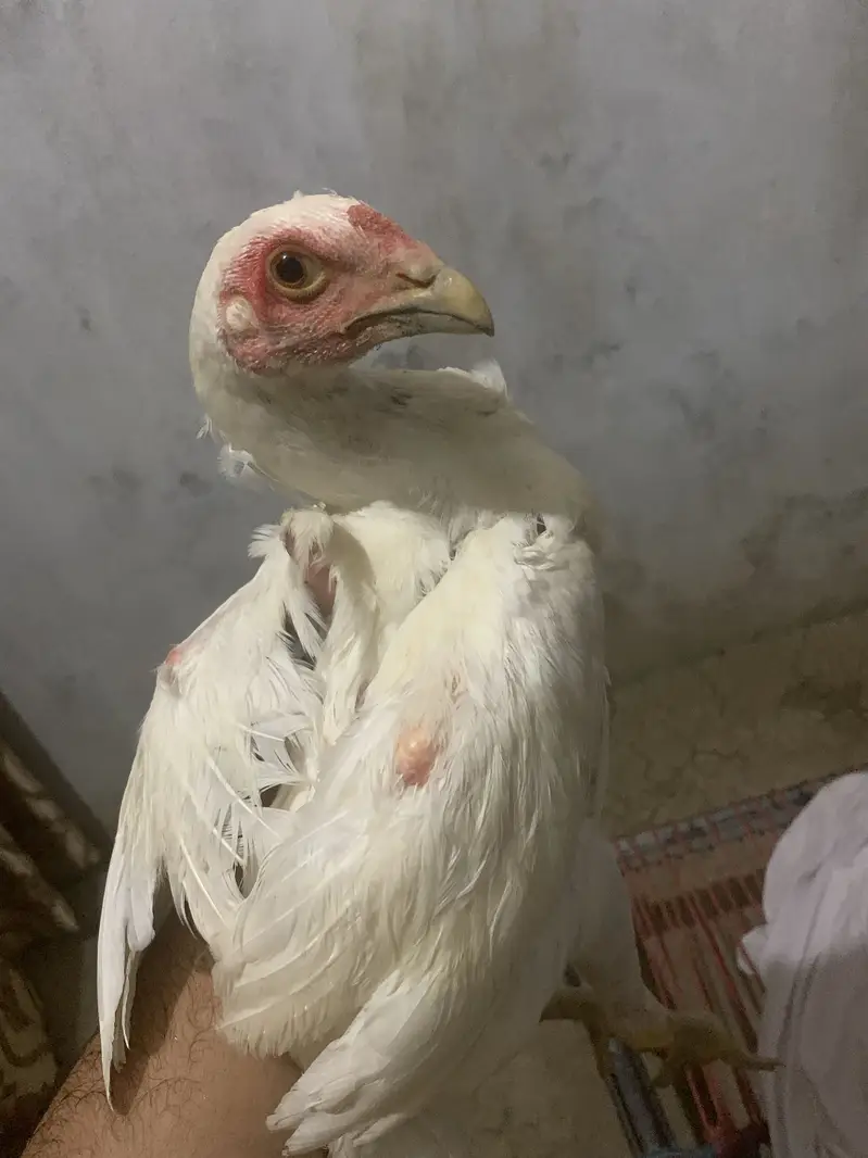 5 ماہ کا صحت مند اصیل ہیرا کا جوڑا برائے فروخت — photo 3