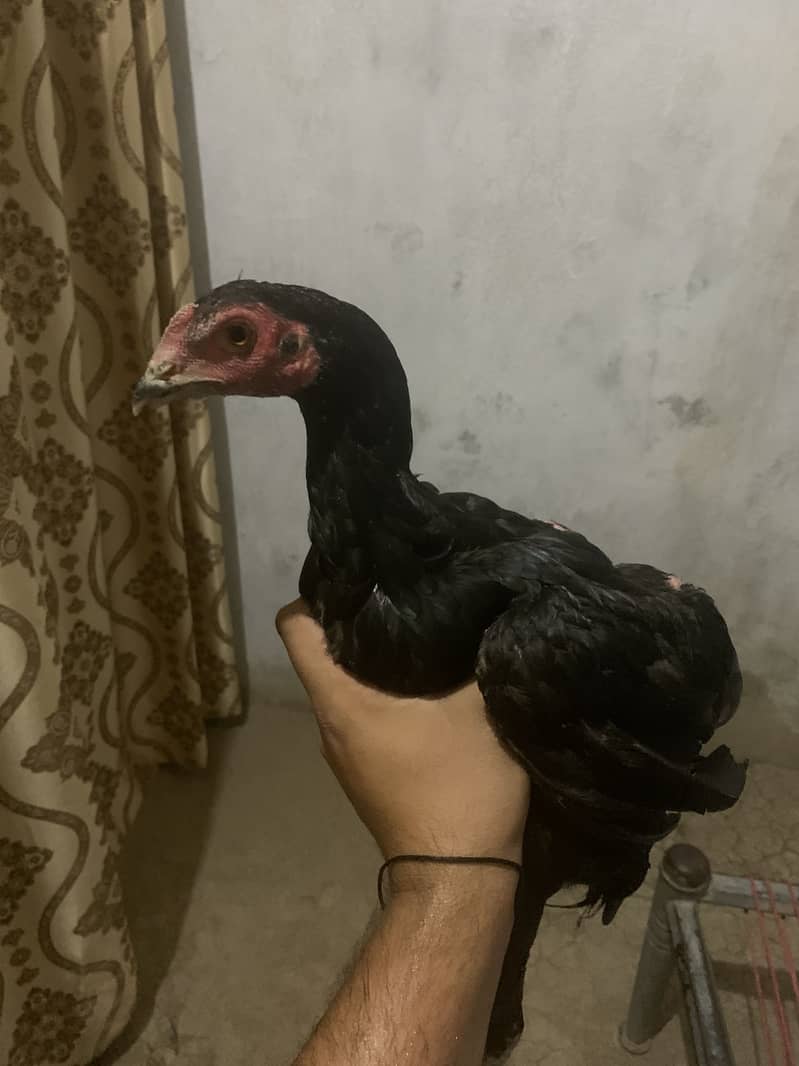 5 ماہ کا صحت مند اصیل ہیرا کا جوڑا برائے فروخت 3