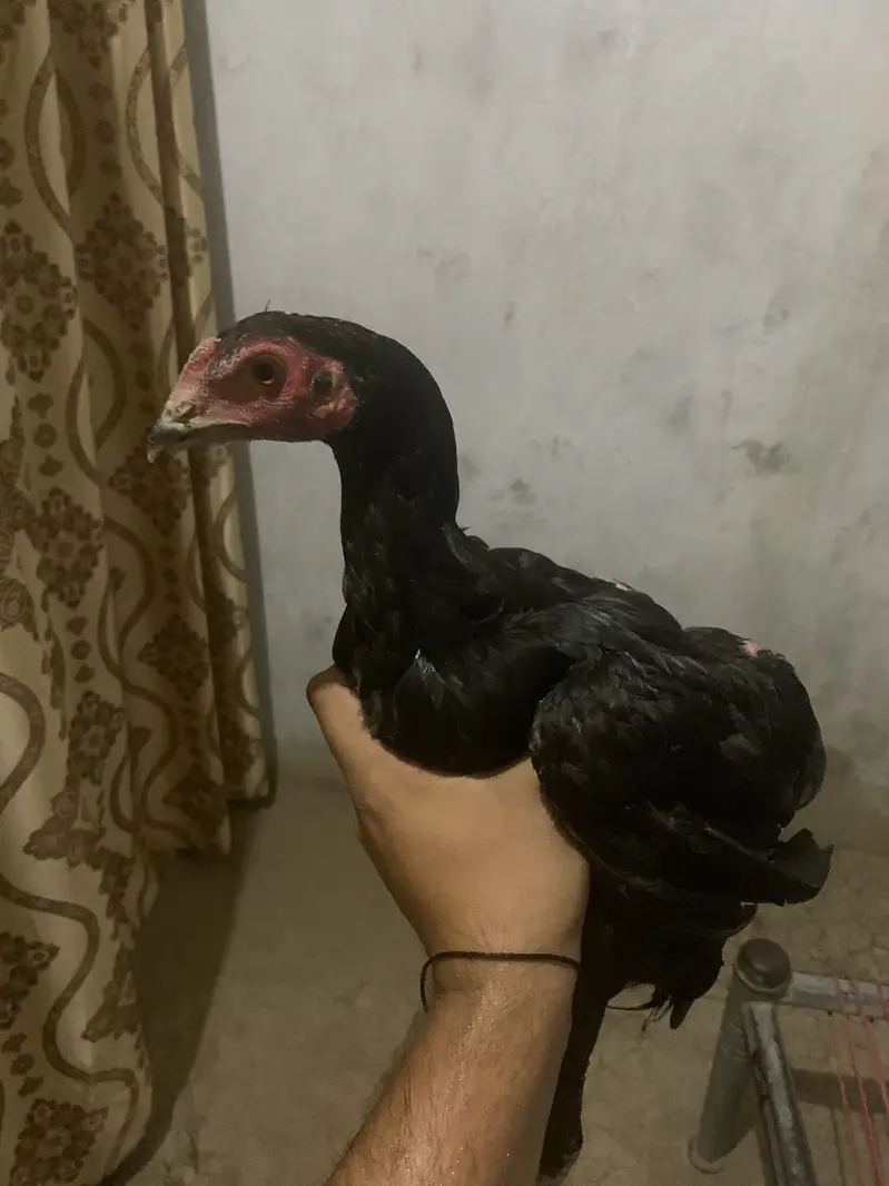 5 ماہ کا صحت مند اصیل ہیرا کا جوڑا برائے فروخت — photo 4