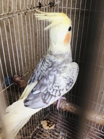Pearl cocktails female for exchange