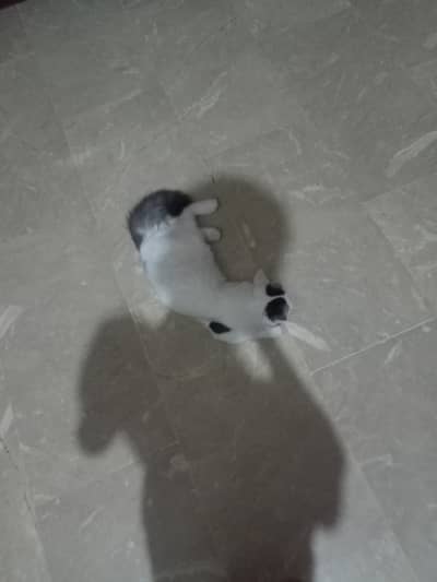 Cute kitten for sale