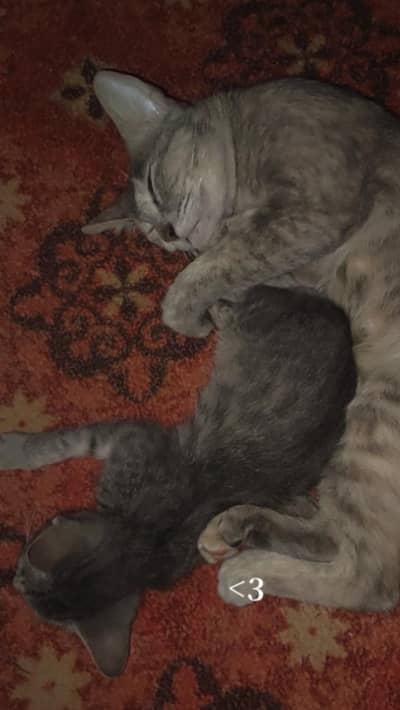 cats for adoption