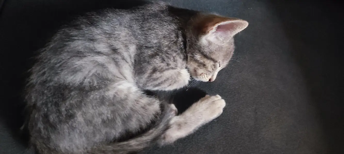 cats for adoption — photo 2