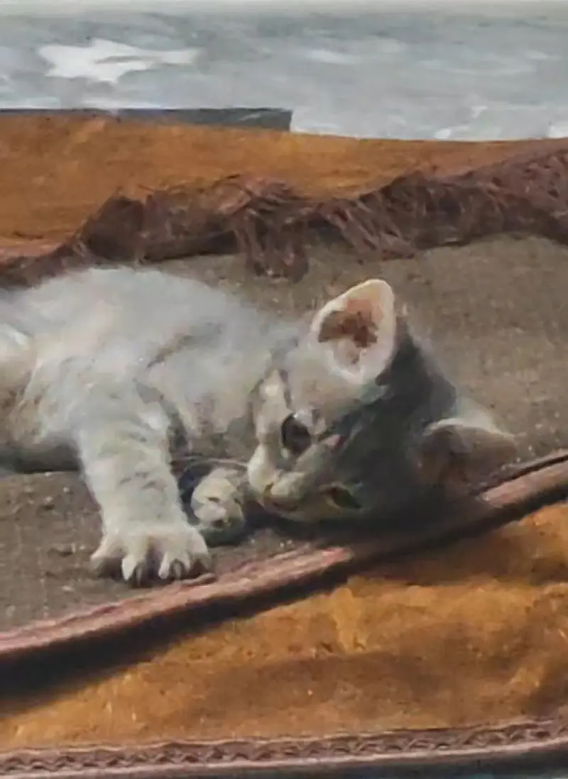 cats for adoption — photo 3